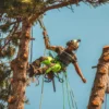 Forstarbeiter seilt sich vom Baum ab