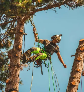 Forstarbeiter seilt sich vom Baum ab