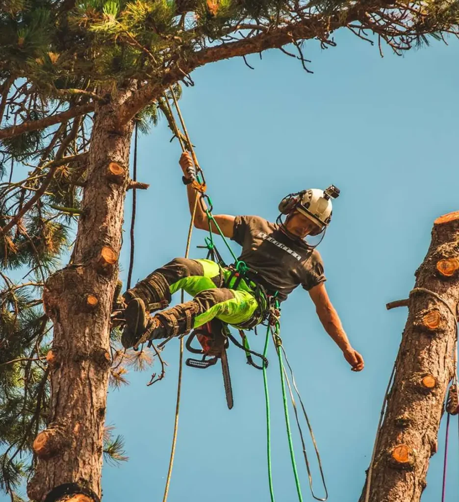 Forstarbeiter seilt sich vom Baum ab